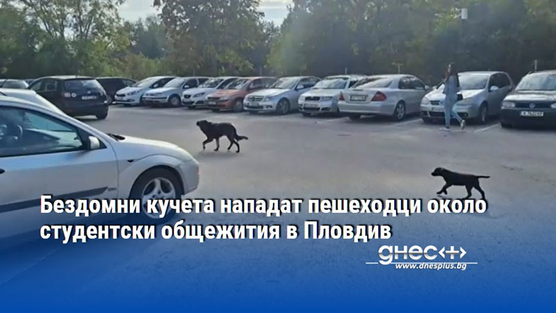 Бездомни кучета нападат пешеходци около студентски общежития в Пловдив