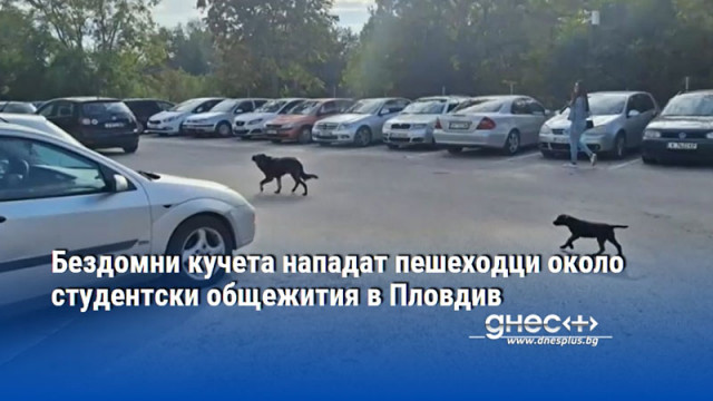 Бездомни кучета нападат пешеходци около студентски общежития в Пловдив
