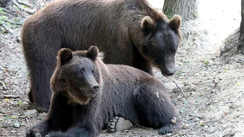 Две мечки от Украйна са новите обитатели в Парка в Белица