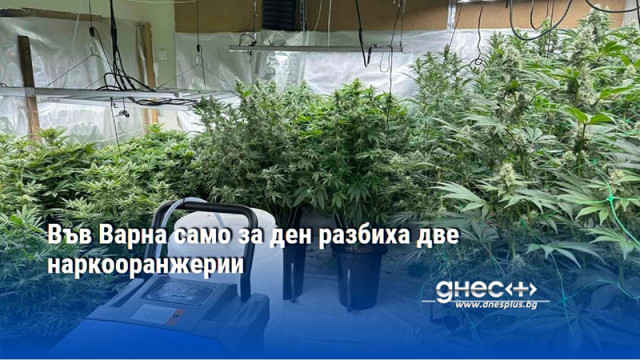 Във Варна разбиха две наркооранжерии