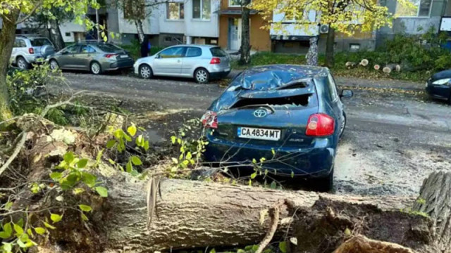 След 20 дни бездействие на Общината: Дърво падна върху автомобили в столичния квартал „Младост”
