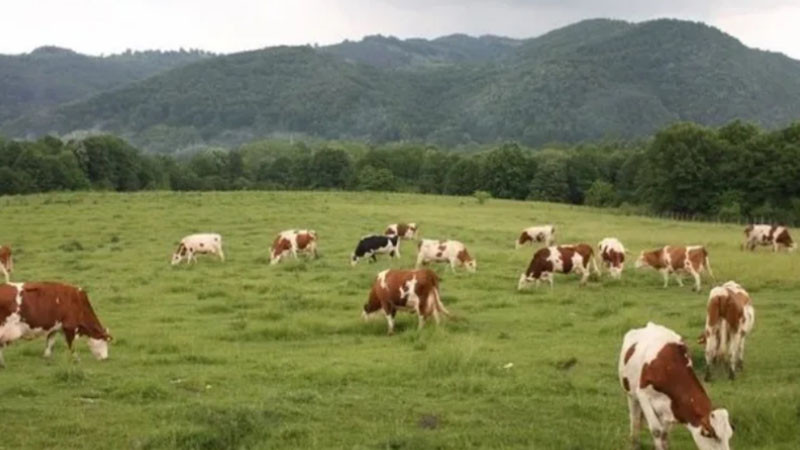 Потвърден случай на антракс в село Славяново, започват спешни мерки