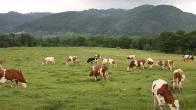 Потвърден случай на антракс в село Славяново, започват спешни мерки