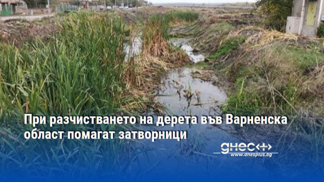 При разчистването на дерета във Варненска област помагат затворници
