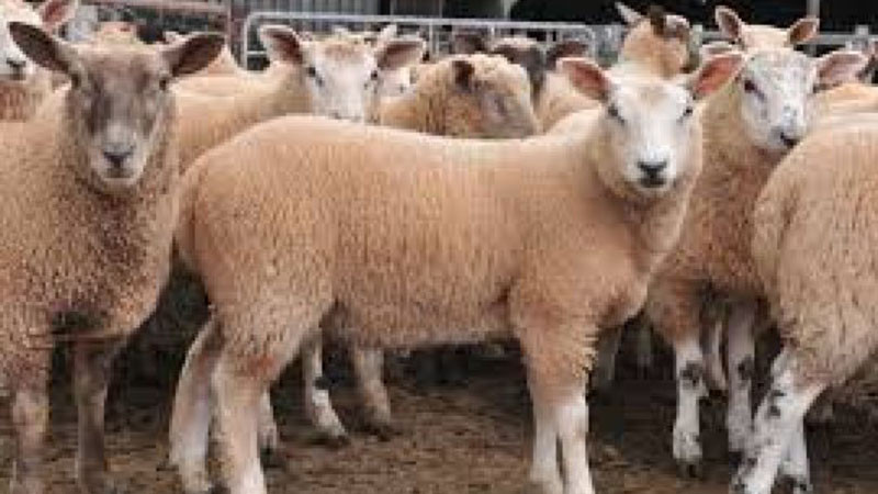 Фермери: Държавата постъпи отговорно с решението да не се прилага ваксинация на ДПЖ срещу шарка