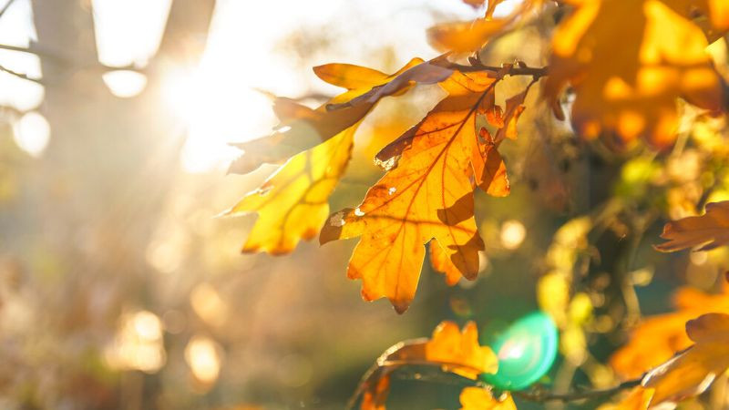 Слънчева ноемврийска есен в неделя