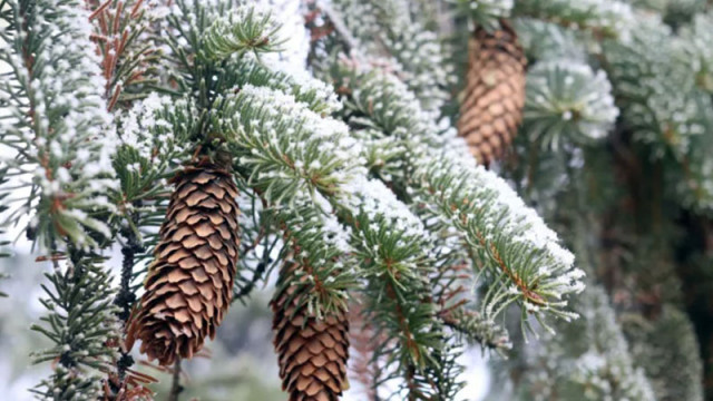 Отшелникът от планината отново изчезна: Бил адекватен и разполагал със средства