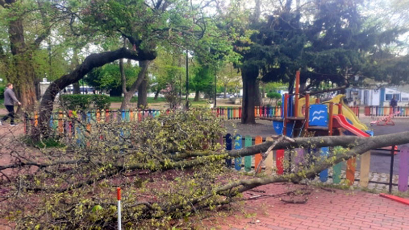 На 7 ноември ще бъдат премахнат още 5 от опасните дървета в Градската градина