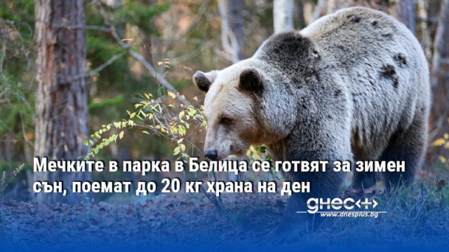 Мечките в парка в Белица се готвят за зимен сън, поемат до 20 кг храна на ден