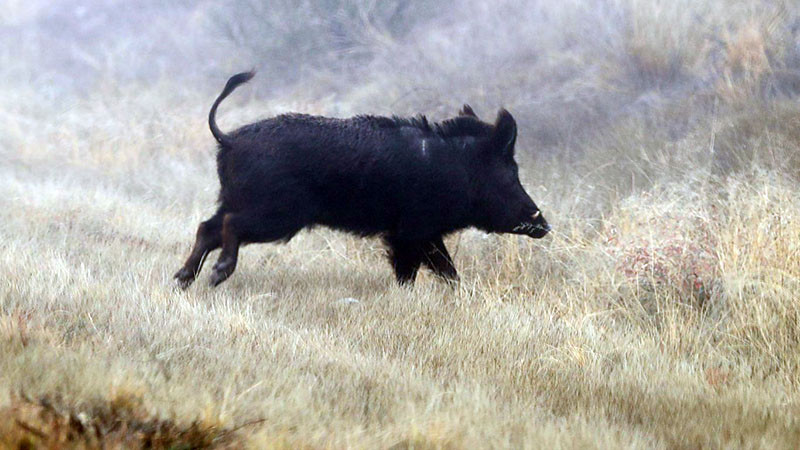 Трима ранени при катастрофа заради изскочило диво прасе на пътя край Симеоновград