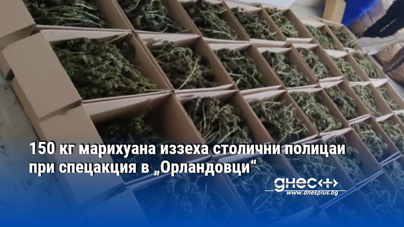 150 кг марихуана иззеха столични полицаи при спецакция в „Орландовци“