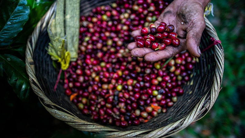 САЩ премахват мита върху храни от Аржентина, Еквадор, Гватемала и Салвадор