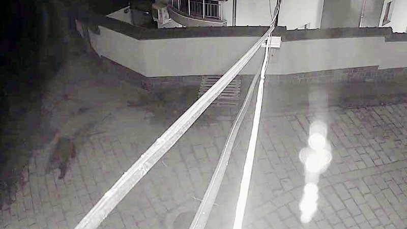 Мечка тича по улиците на Карлово