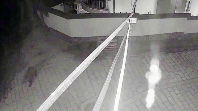 Мечка тича по улиците на Карлово