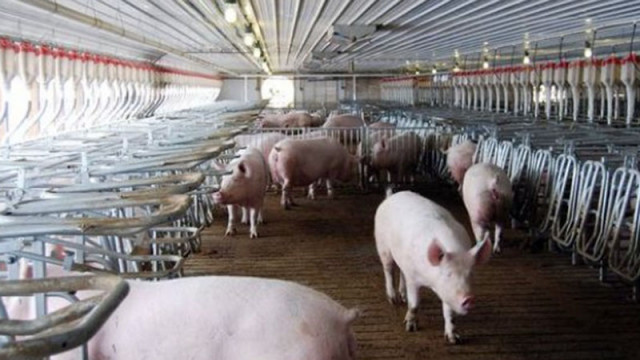 Огнище на африканска чума по свинете е потвърдено в свинеферма