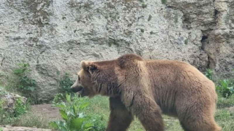 Министерство на земеделието: Държавата въвежда нови правила при влизане на мечки в населени места