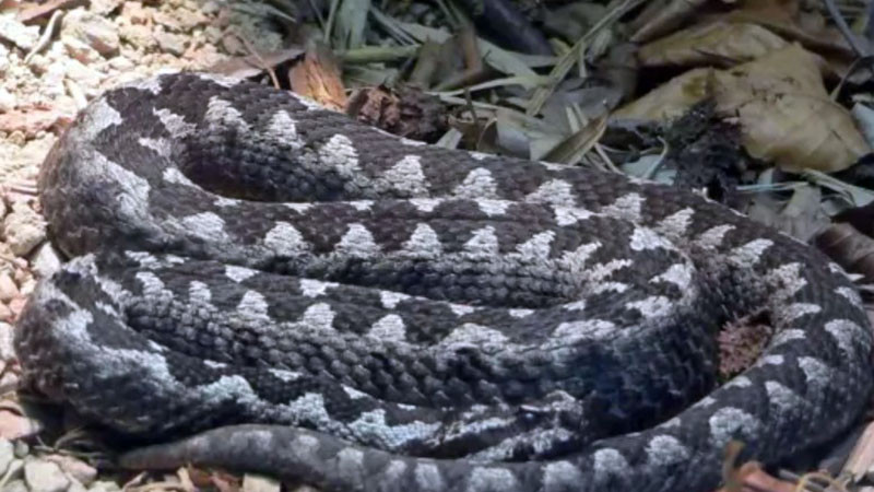 Прокуратурата разследва незаконно отглеждане на над 200 отровни пепелянки във Велико Търново