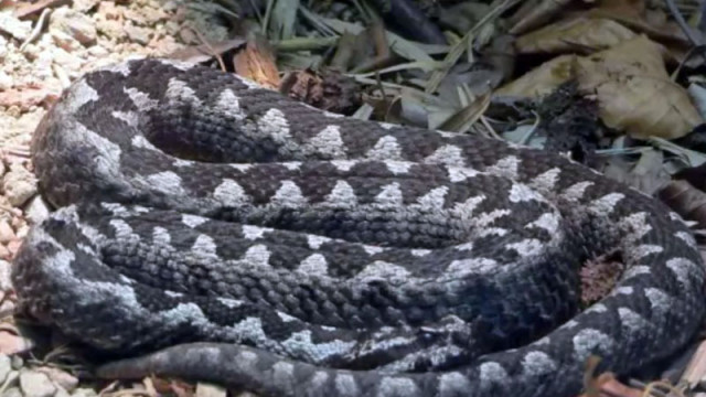 Прокуратурата разследва незаконно отглеждане на над 200 отровни пепелянки във Велико Търново