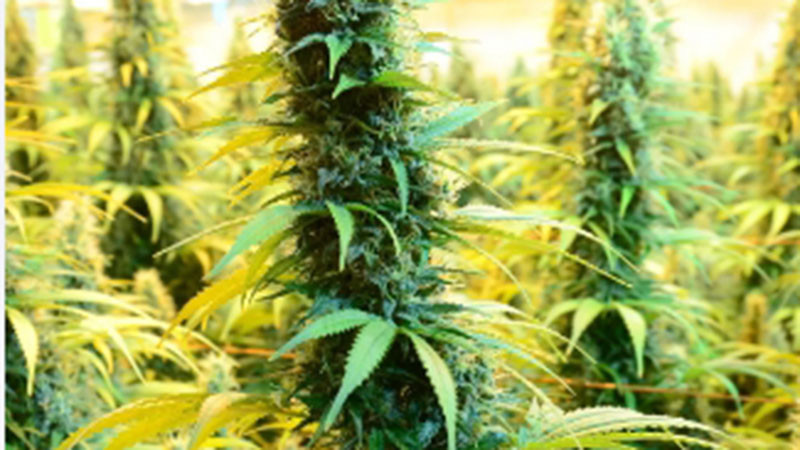 Варненец отива на съд за притежание и отглеждане на марихуана