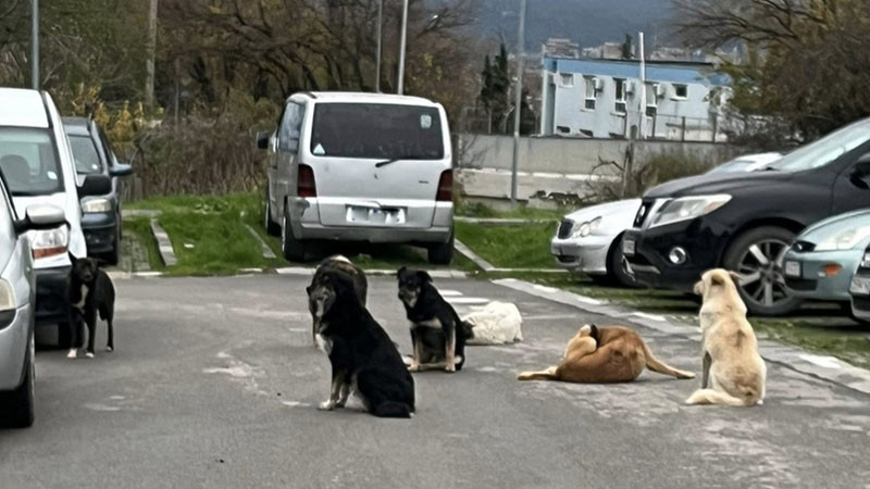 Жители на варненския квартал "Изгрев" се оплакват от тормоза на глутница бездомни кучета