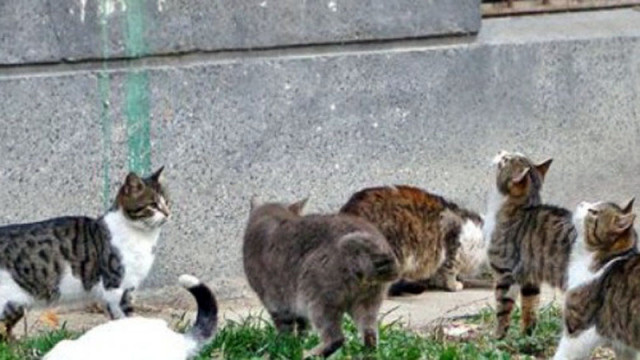 Ще кастрират бездомните котки във Варна