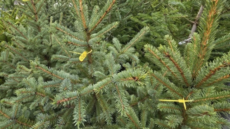 Търговци: Варненци предпочитат изкуствени елхи