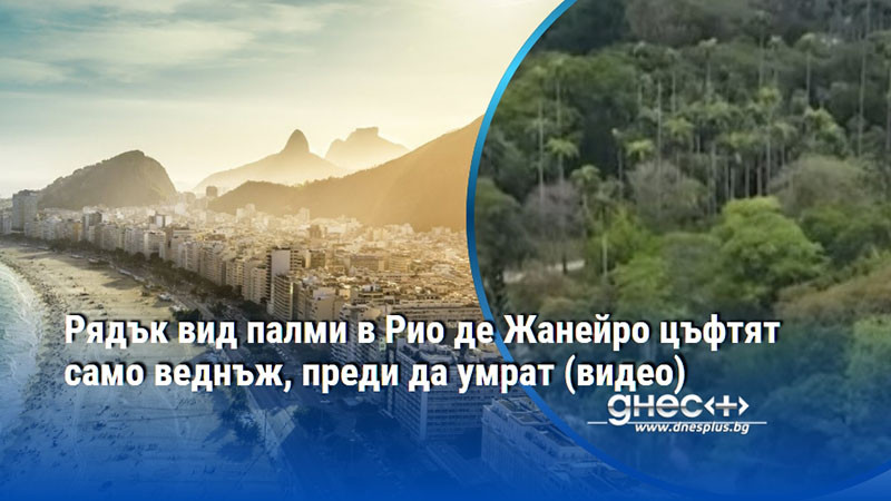 Рядък вид палми в Рио де Жанейро цъфтят само веднъж, преди да умрат (видео)