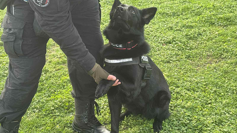 Открит урок за екипната работа на кучета и полицаи