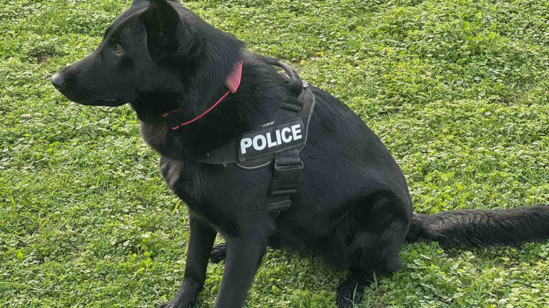 Открит урок за екипната работа на кучета и полицаи