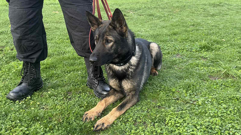 Открит урок за екипната работа на кучета и полицаи