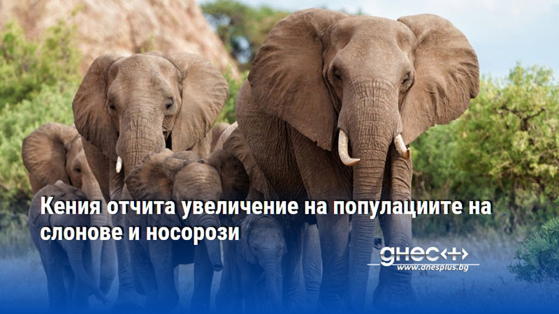 Кения отчита увеличение на популациите на слонове и носорози