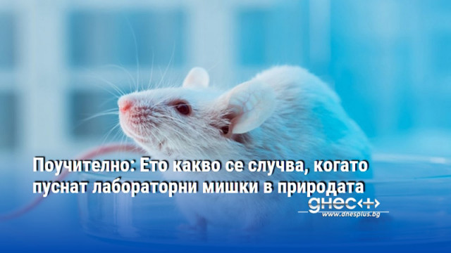 Нарастващите нива на тревожност сред хората може да имат сходно