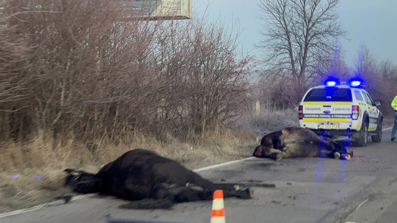 Тапа на пътя Самоков-София заради убити животни
