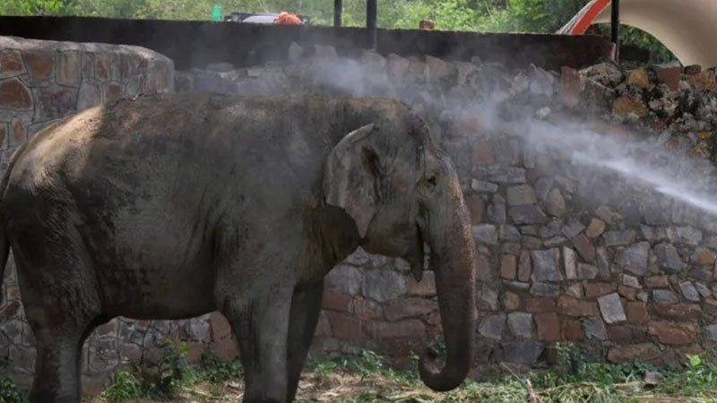 Седем слона загинаха при железопътна катастрофа в Индия