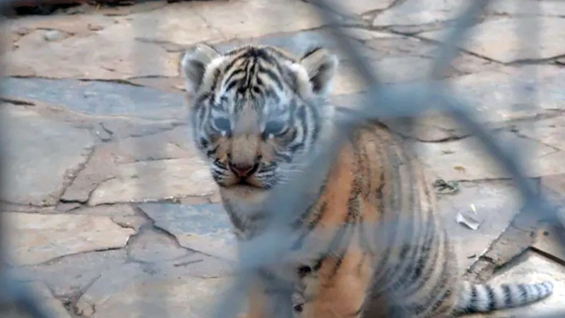 Първото бенгалско тигърче в България се показа пред публика