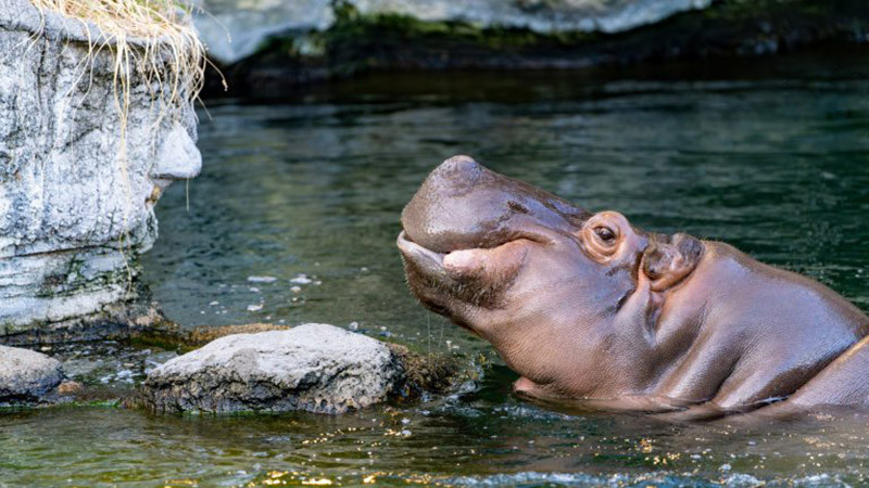 "Бар Хипопотам" на Франсоа-Ксавие Лалан беше продаден за 31,4 милиона долара