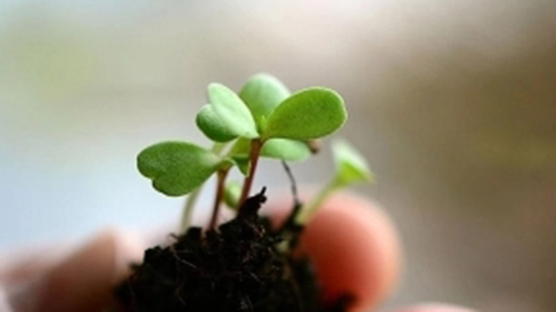 МЗХ: Рекордна помощ от над 4,4 млрд. лв получиха земеделските производители в България през 2025 г.