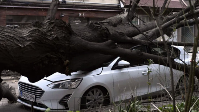 Заради много бурен вятър огромно дърво рухна върху кола в