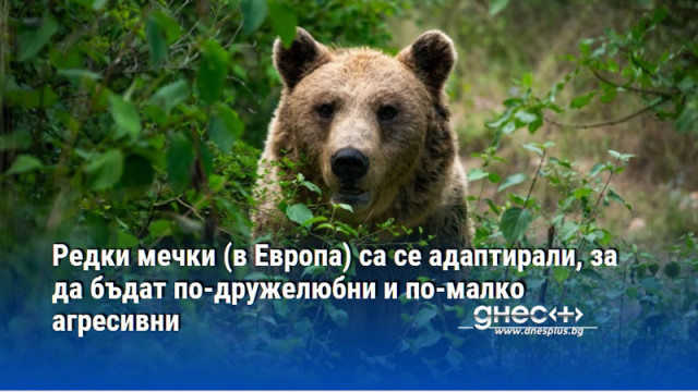 Стават ли мечките по меки към хората е въпрос който