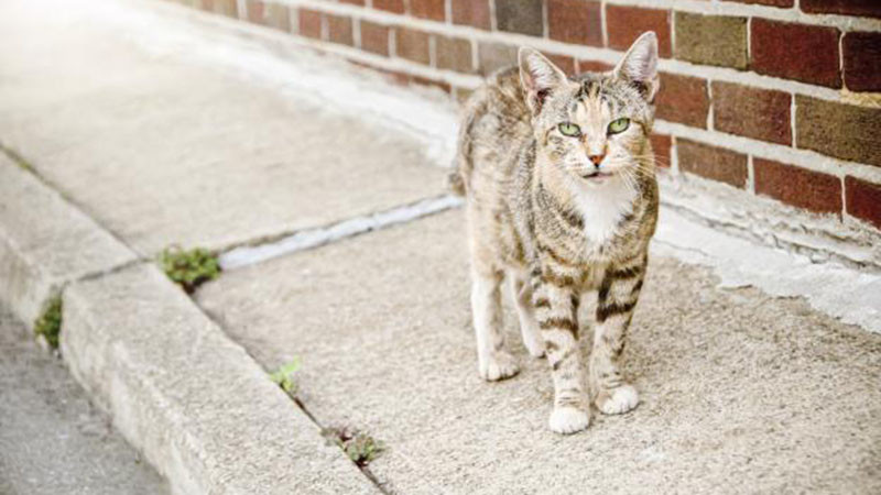 Продължава инициативата за кастрация на улични котки във Варна