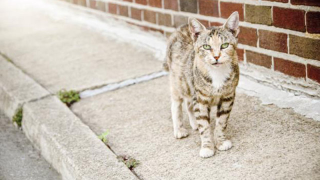 Продължава кастрацията на улични котки в изпълнение на инициативата на