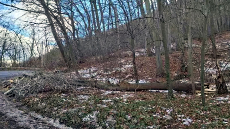 10 души са собствениците на парцела с дървото, убило жена на Витоша