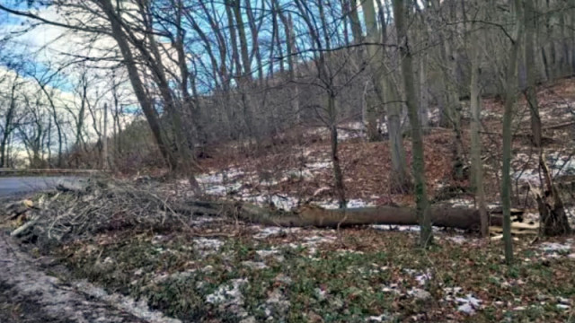 10 души са собственици на парцела в който беше дървото