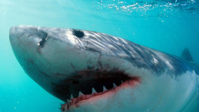 Четвърта атака на акула край бреговете на Австралия с пострадал, затвориха десетки плажове