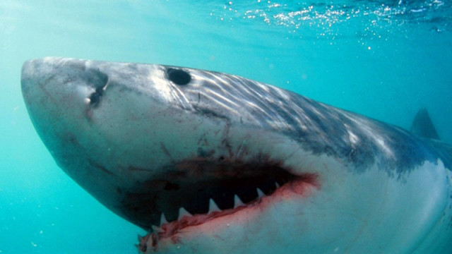 Мъж е бил ухапан от акула в средата на северното крайбрежие