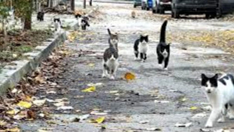 Близо 200 безстопанствени котки са кастрирани, обезпаразитени и маркирани във Варна