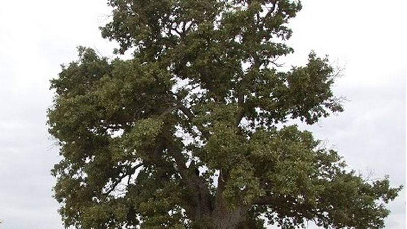 Четири вековни дървета в България са обявени за защитени