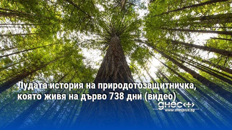 Лудата история на природотозащитничка, която живя на дърво 738 дни (видео)