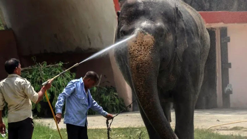 Индийци спят по покривите заради слон убиец