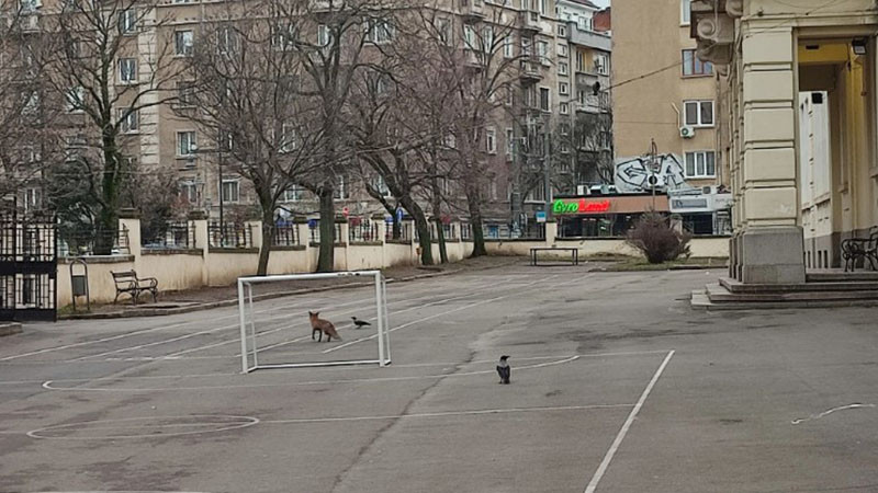 Лисица се разходи в двора на столично училище